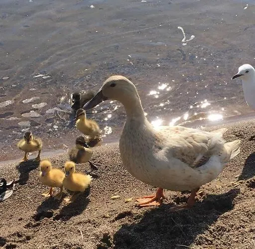 Blue Cottage, On The Holiday home Rotorua